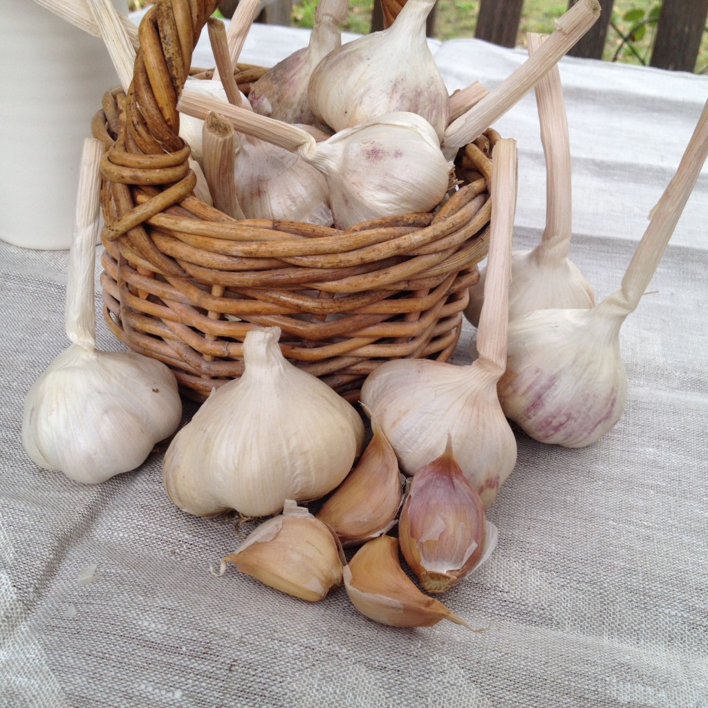 Freshwater Creek Organic Garlic Australian Organic Garlic