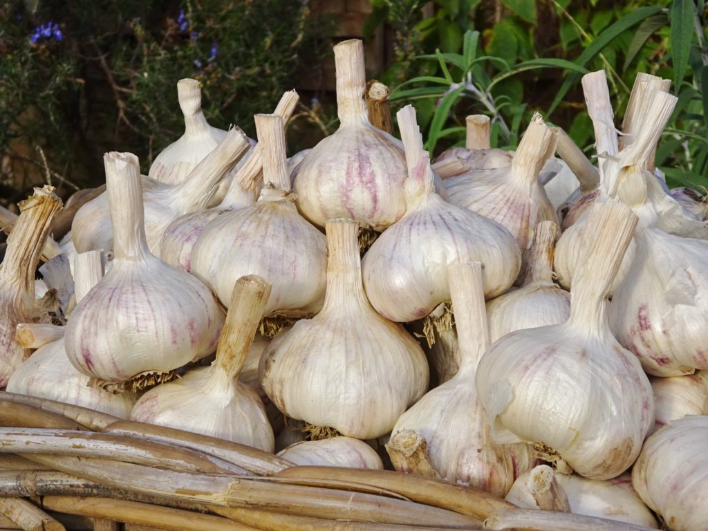 4.6 kg Australian Certified Organic Garlic Freshwater Creek Garlic